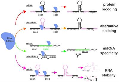 The Role of RNA Editing in Cancer Development and Metabolic Disorders